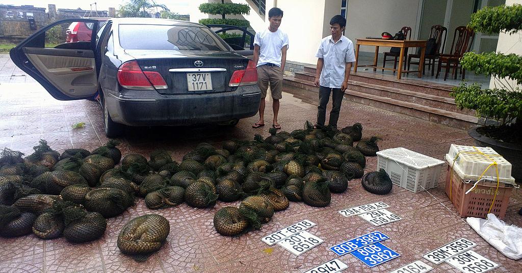 Two suspected wildlife smugglers are pictured standing next to their car, along with two plastic crates (R) containing four tiger cubs and endangered pangolins (front L,) at a police station in the central province of Ha Tinh on September 4, 2012. (STR/AFP/GettyImages)