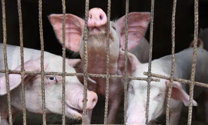 Chinese Researchers Warn of New Virus in Pigs