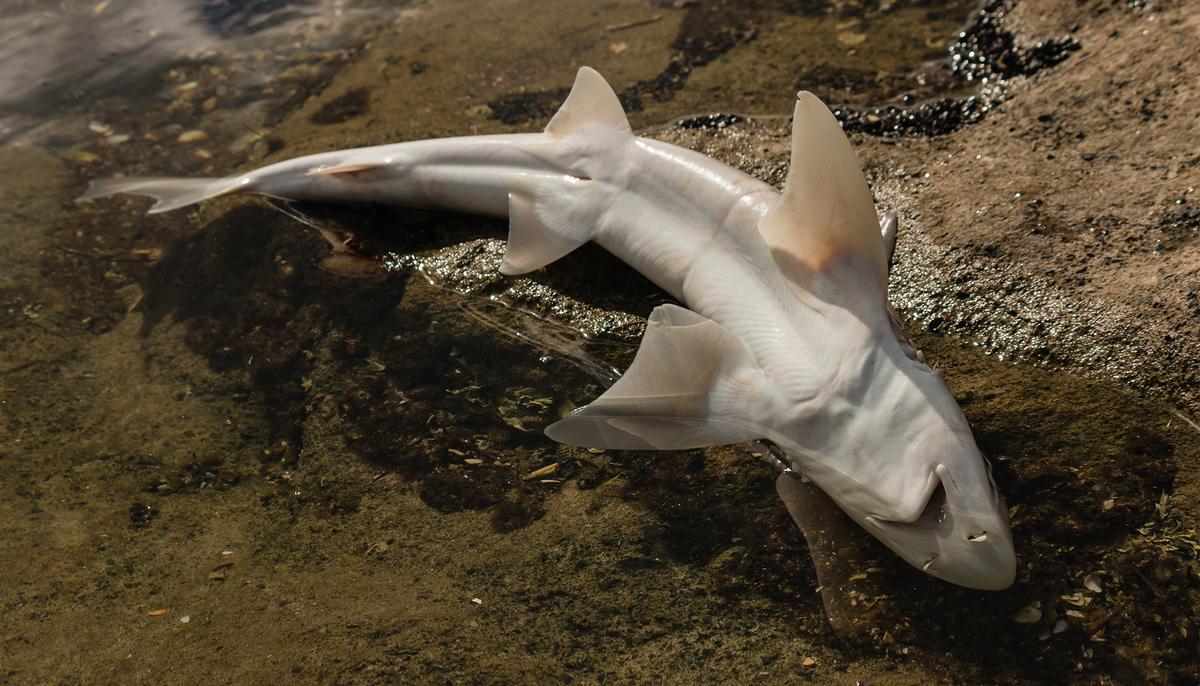Man-eating Great White Shark That Was Washed Up on Shore Had Horrifying Cause of Death