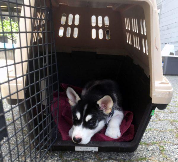The British Columbia SPCA is warning dog owners about the dangers of recreational marijuana to their pets after an 11-week old husky puppy named Bear nearly died of a drug overdose. (SPCA)