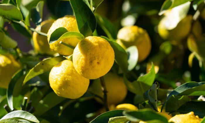 Yuja, Korean citron. (Shutterstock)