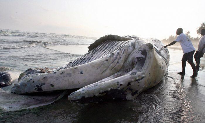 Cargo-Container-Sized Sea Creature’s Carcass Washed Up on Remote Beach, Water Turns Red