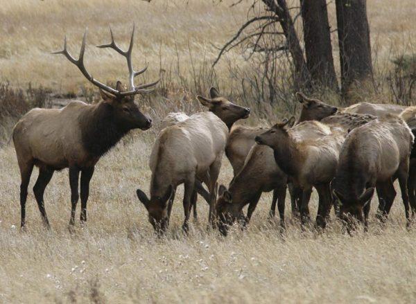 A bull elk keeps a watchful eye on a herd of cow elk in Rocky Mountain National Park near Estes Park, Colo., on Oct. 1, 2006. (AP-David Zalubowski/The Canadian Press)