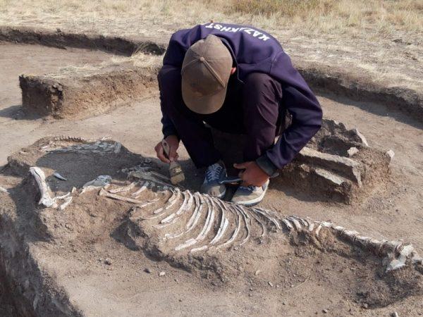 Archeologists unearthed the remains of horses. (Karaganda regional government)