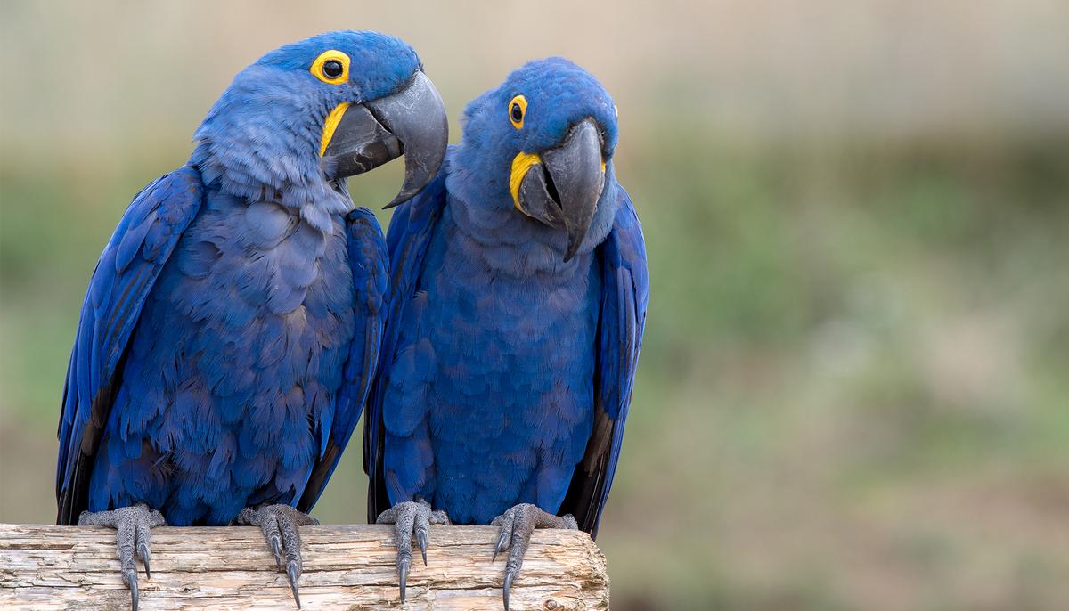 Beautiful Blue Macaw Species From Cartoon Movie ‘Rio’ Declared Extinct From Wild