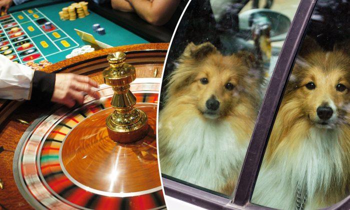 Woman Gambled for 10 Hours at Casino, Locking 3 Dogs in Hot Car for ‘Torture Session’