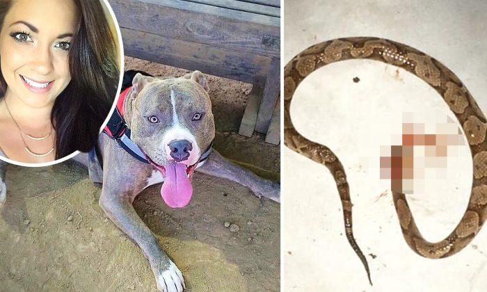 Heroic Pit Bull Takes Snakebite in the Face to Kill Poisonous Copperhead About to Strike Owner