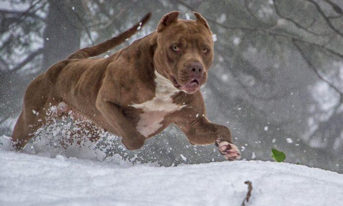 World’s Famous 175lb Pit Bull Has 8 Babies, Their Selling Price Is Jaw-Dropping