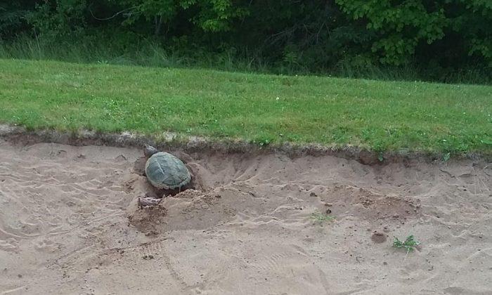 Another Reason to Avoid Bunker as Snapping Turtle Lays Eggs on N.S. Golf Course