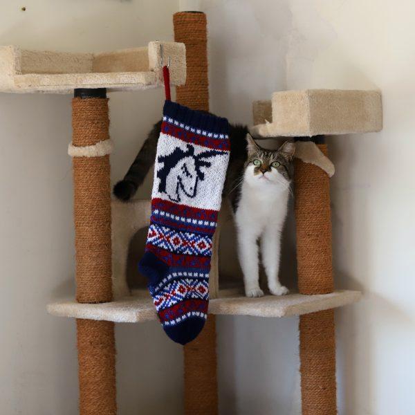 One of Martina Ruhl's cats with a Christmas stocking she knitted. (Courtesy of Martina Ruhl)