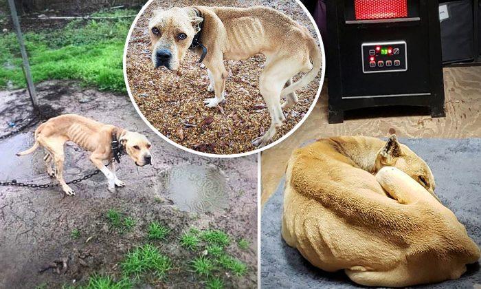 They Called Him ‘Bad Dog’: Chained to a Pole in Mud for 5 Years, Neglected Dog Feels Warmth for First Time