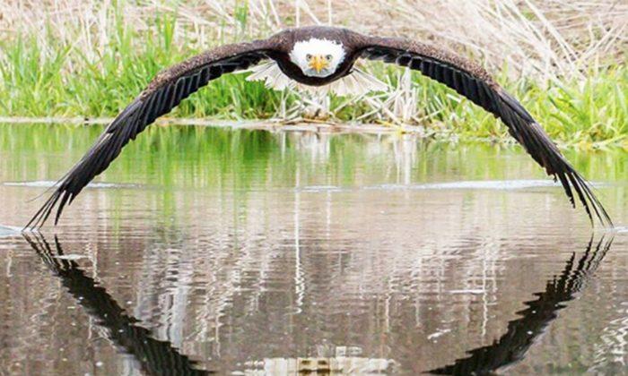 Stunning: Photographer Captures Image of Close Encounter With a Bald Eagle