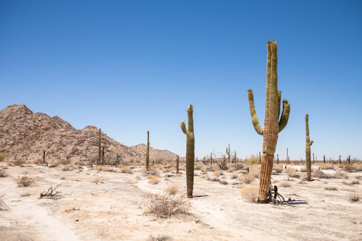 Cacti in the desert near the U.S.-Mexico border in Yuma, Ariz., on May 25, 2018. (Samira Bouaou/The Epoch Times)