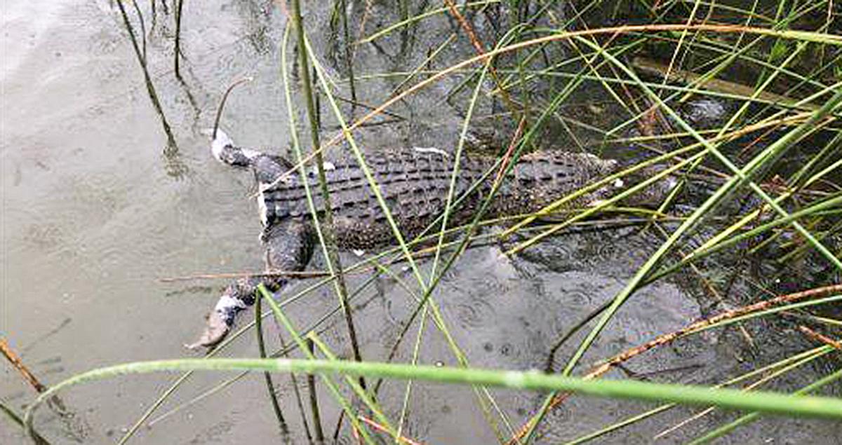 Texas Game Warden Offers $1,000 Reward for Prosecuting Alligator Tail Butcher