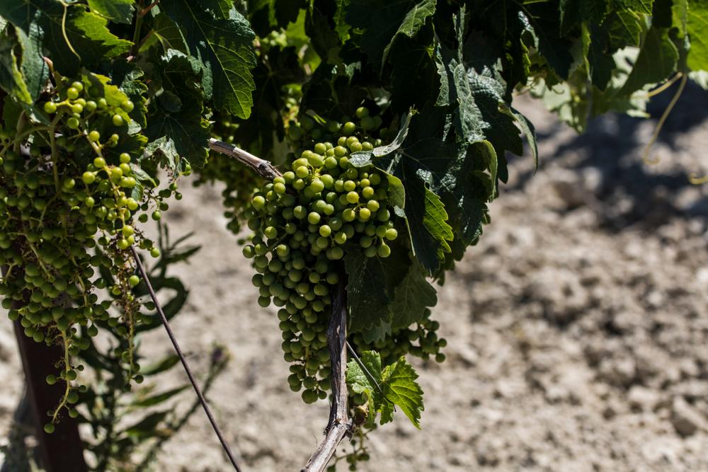 Sherry is made exclusively in the Jerez-Xérès-Sherry region of Spain, where the land is covered with a chalky white soil called albariza. (Shutterstock)