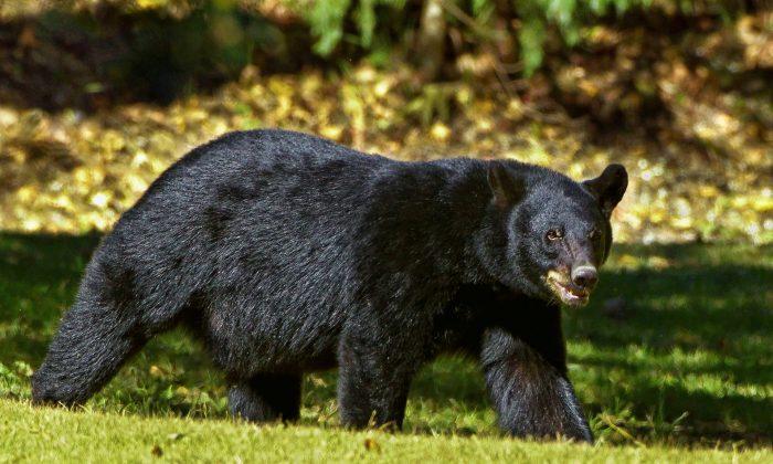 Two Year Old Girl Was in Unauthorized Area When She Was Bitten by a Bear: Zoo