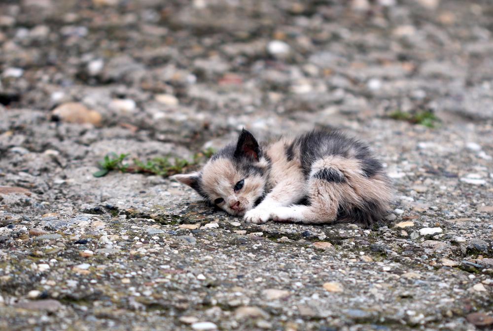 Illustration - Shutterstock | <a href="https://www.shutterstock.com/image-photo/abandoned-kitten-lying-on-ground-220802092">risteski goce</a>