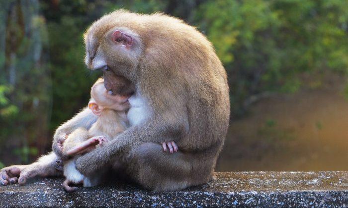 Heartbreaking Photo Shows Grief-Stricken Monkey Cradling Her ‘Lifeless’ Baby–Then a ’Miracle' Occurs