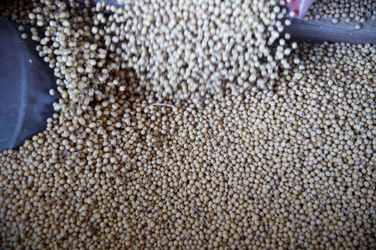 Soybeans fall into a bin as a trailer is filled at a farm in Buda, Illinois, U.S. on July 6, 2018. (Daniel Acker/Reuters)