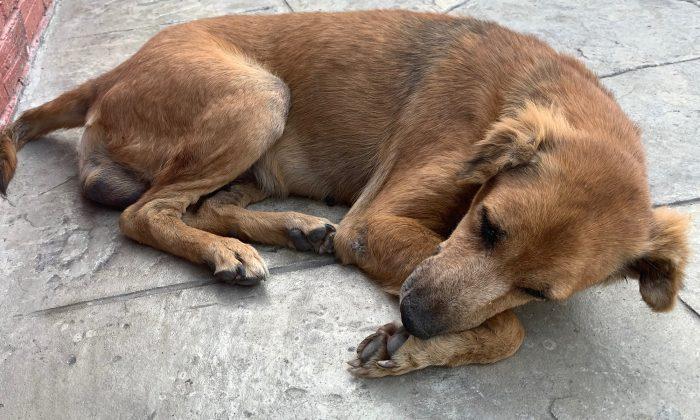 Sick Dog Lived on Street for 11 Years. When He Slept on a Lady’s Porch, His Life Changed