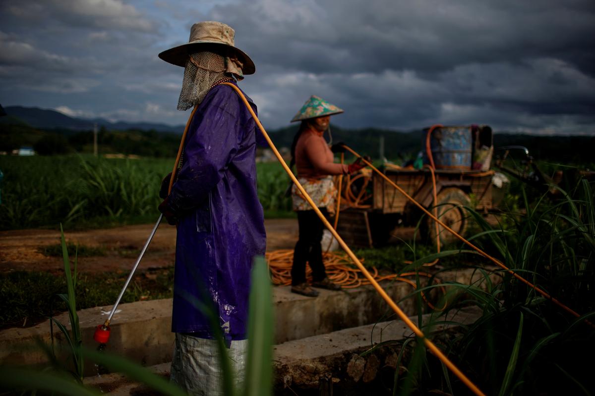 Yan Wenliu, 36, and his wife spray pesticides at a sugar cane field at a village of Menghai county in Xishuangbanna Dai Autonomous Prefecture, Yunnan Province, China on July 12, 2019. (Aly Song/Reuters)