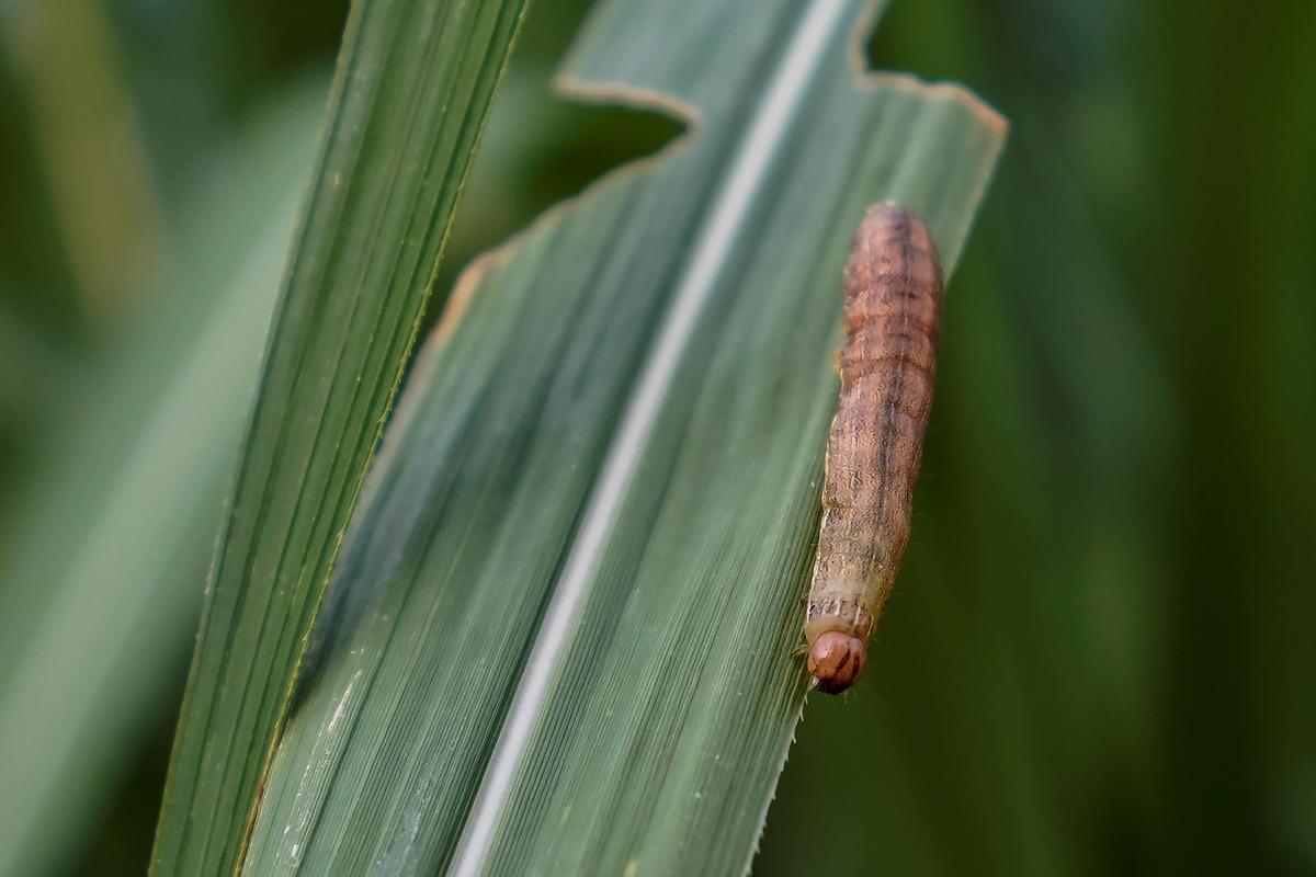 An armyworm is seen on sugar cane crop around dusk at a village of Menghai County in Xishuangbanna Dai Autonomous Prefecture, Yunnan Province, China no July 12, 2019. (Aly Song/Reuters)