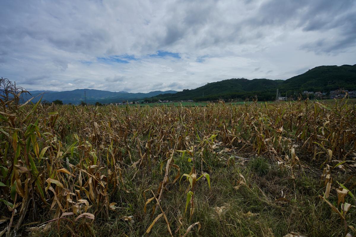 Corn crops hit by armyworm in a field in Nuodong village of Menghai County in Xishuangbanna Dai Autonomous Prefecture, Yunnan Province, China on July 13, 2019. (Aly Song/Reuters)