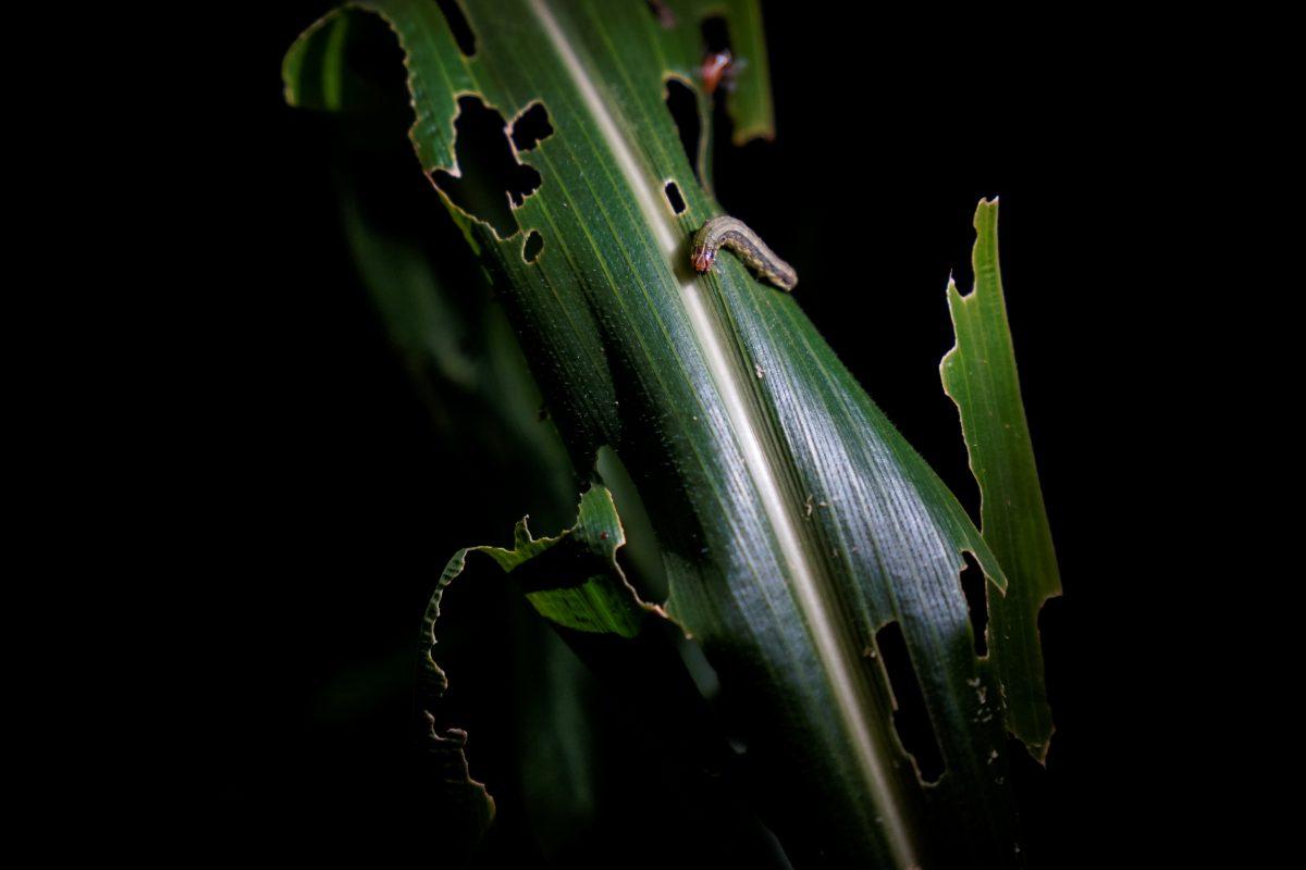 An armyworm, which usually comes out at night, is seen on corn crop at a village of Menghai county in Xishuangbanna Dai Autonomous Prefecture, Yunnan Province, China, on July 12, 2019. (Aly Song/Reuters)
