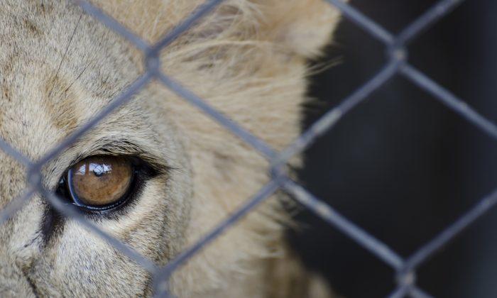 Lion Chained to Rusty Truck for 20 Years, Watch the Moment He Finally Walks Free