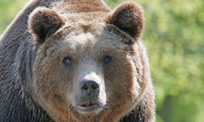 13-Year-Old Sleeping Boy Bitten on Face by a Bear in Campground