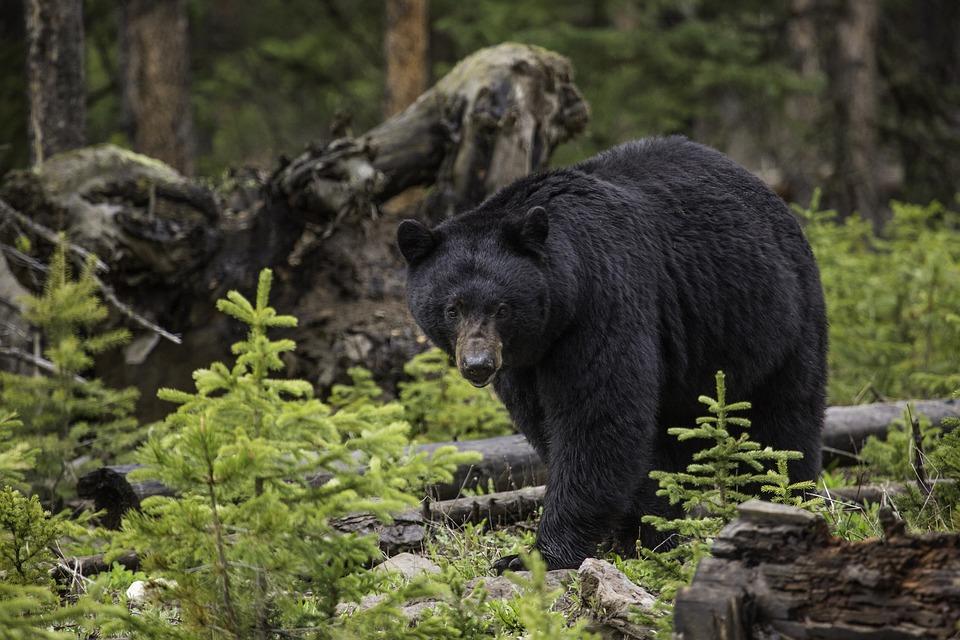 Stock image of a black bear. (Sheeze/Pixabay)