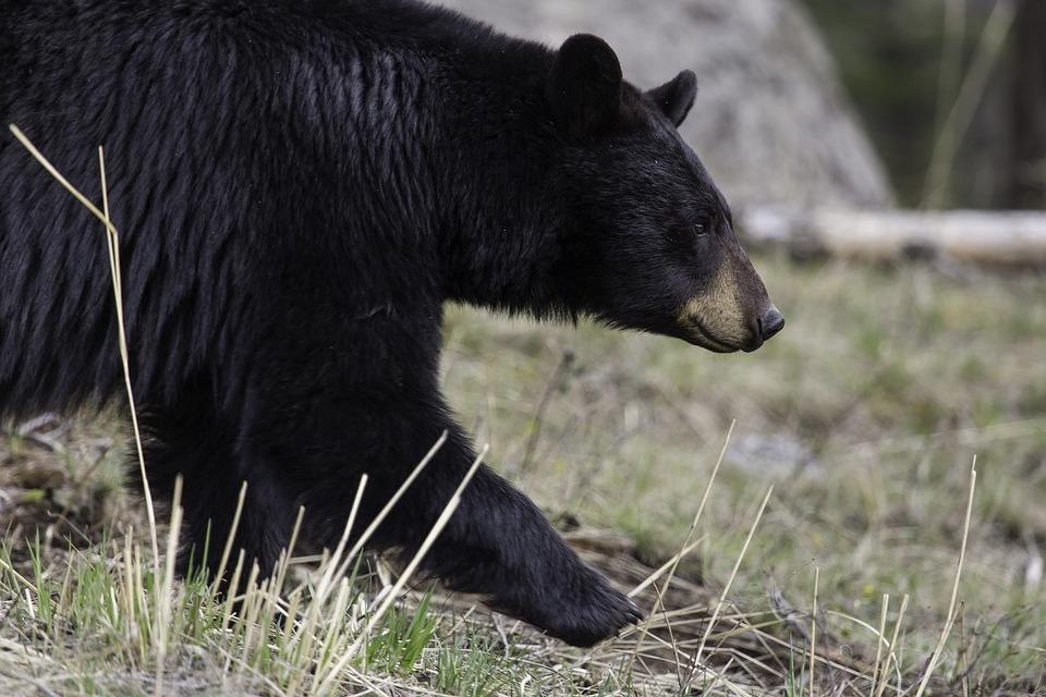 Stock image of a black bear. (Skeeze/Pixabay)