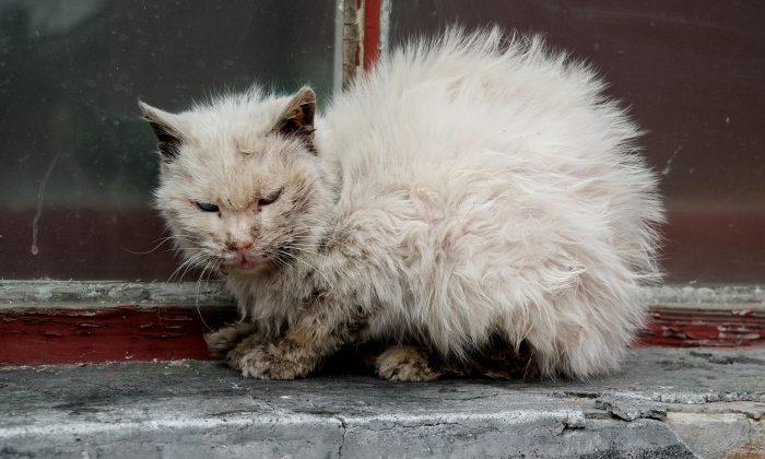 People Were Told Not to Touch ‘Ugly Cat,’ One Man Does and It Changed His Life