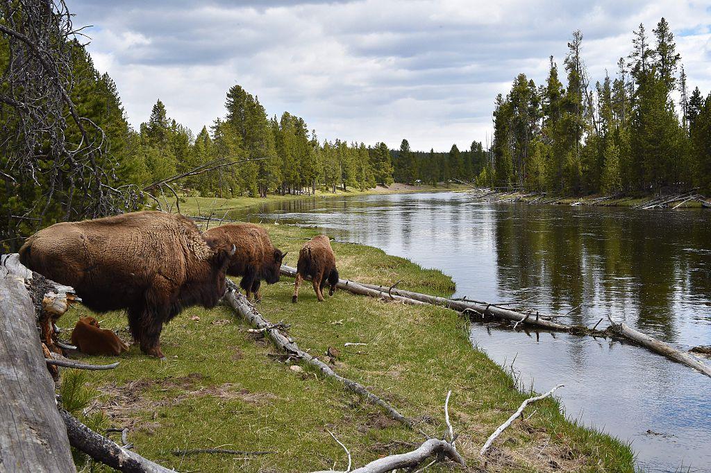 Bison rest on the bank of the Madison river at Yellowstone on May 11, 2016. (©Getty Images | <a href="https://www.gettyimages.com.au/detail/news-photo/bizons-rest-on-the-bank-of-the-madison-river-at-yellowstone-news-photo/532612616">MLADEN ANTONOV/AFP</a>)