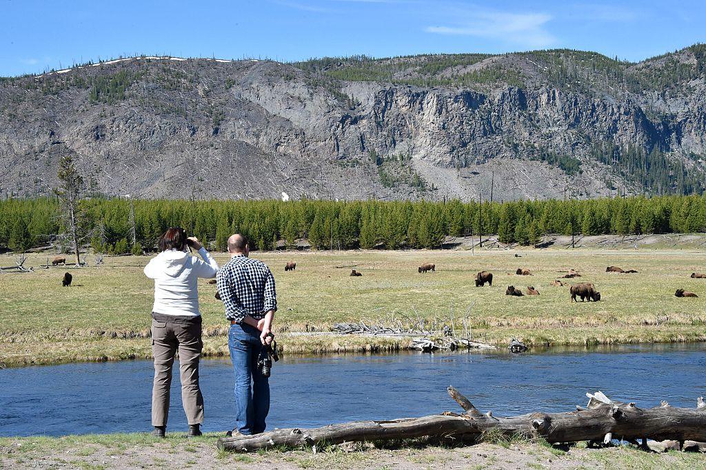 Yellowstone tourists observe a herd of bison grazing in 2016. (©Getty Images | <a href="https://www.gettyimages.com.au/detail/news-photo/tourists-observe-a-herd-of-bisons-at-yellowstone-national-news-photo/532612536">MLADEN ANTONOV/AFP</a>)