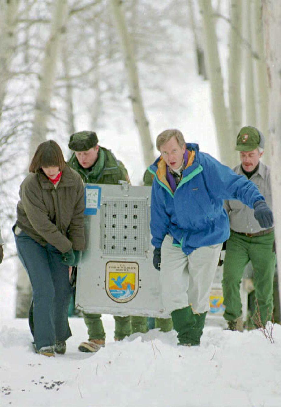 U.S. Fish and Wildlife Service Director Mollie Beattie (L), US Interior Secretary Bruce Babbitt (2nd R), Yellowstone Superintendent Mike Finley (2nd L), and Yellowstone foreman Jim Evanoff (R) carry the first relocated wolf up to its pen in Yellowstone National Park, Wyoming (©Getty Images | <a href="https://www.gettyimages.com.au/detail/news-photo/fish-and-wildlife-service-director-mollie-beattie-us-news-photo/51969527">POOL/AFP</a>)