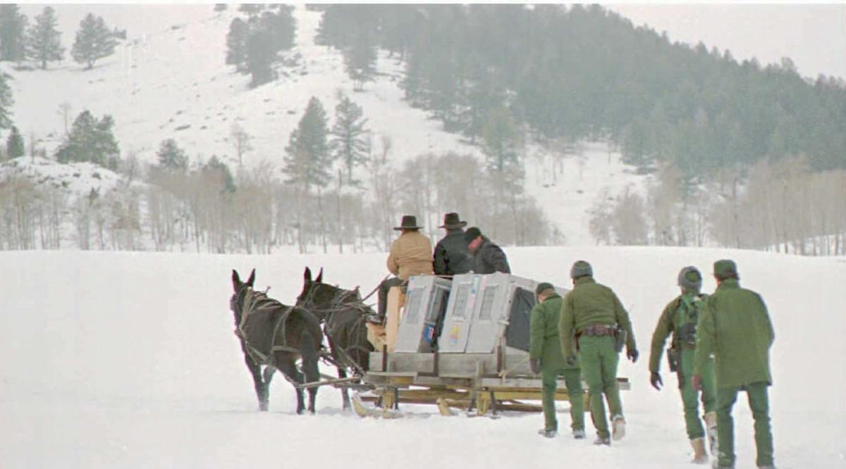 Yellowstone National Park employees guide a mule-driven sled carrying eight gray wolves to their release site. (©Getty Images | <a href="https://www.gettyimages.com.au/detail/news-photo/yellowstone-national-park-employees-guide-a-mule-driven-news-photo/51969528">POOL/AFP</a>)