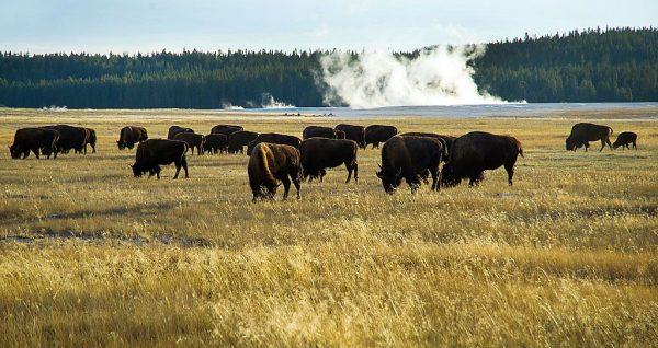 A small portion of the Yellowstone buffalo herd graze in the early evening in Yellowstone National Park in Wyoming on Oct. 8, 2012. (Karen Bleier/AFP/Getty Images)