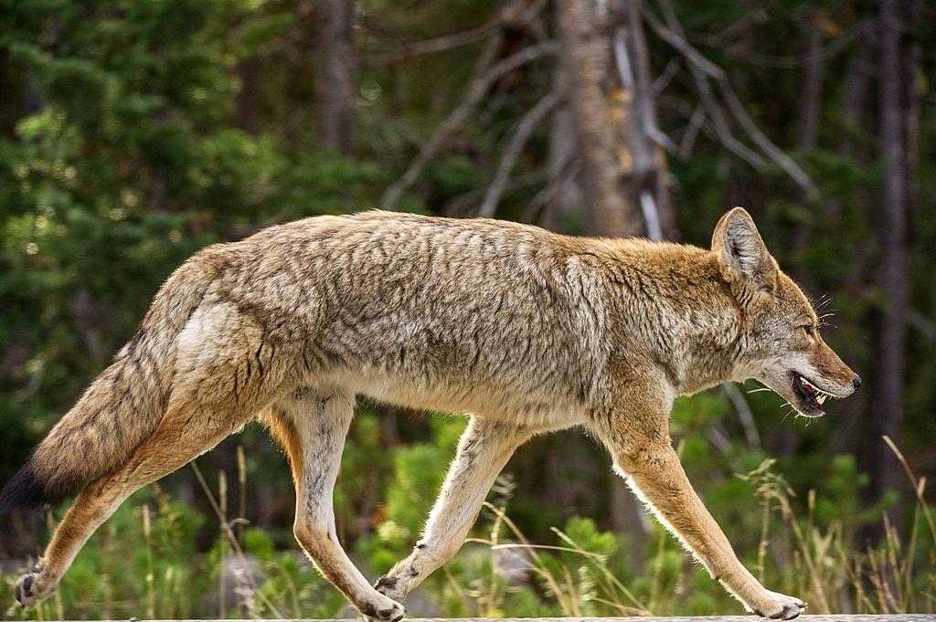 A coyote keeps pace with a car in Yellowstone National Park, 2012. (©Getty Images | <a href="https://www.gettyimages.com.au/detail/news-photo/coyote-keeps-pace-with-a-car-as-it-runs-down-the-road-news-photo/153665876">KAREN BLEIER/AFP</a>)