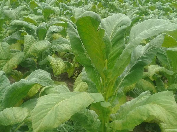 Tobacco is one of the lucrative crops that China is targeting in Zimbabwe. (Andrew Mambondiyani for The Epoch Times)