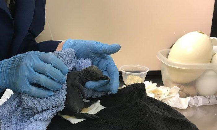 Calgary Zoo Keeps Unhatched King Penguin Chick Alive by Patching Cracked Egg