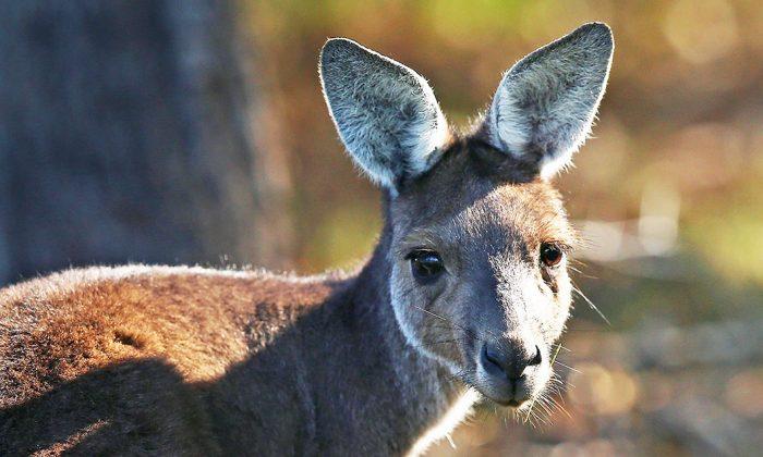 Growing Push to Save Kangaroos on Death Row