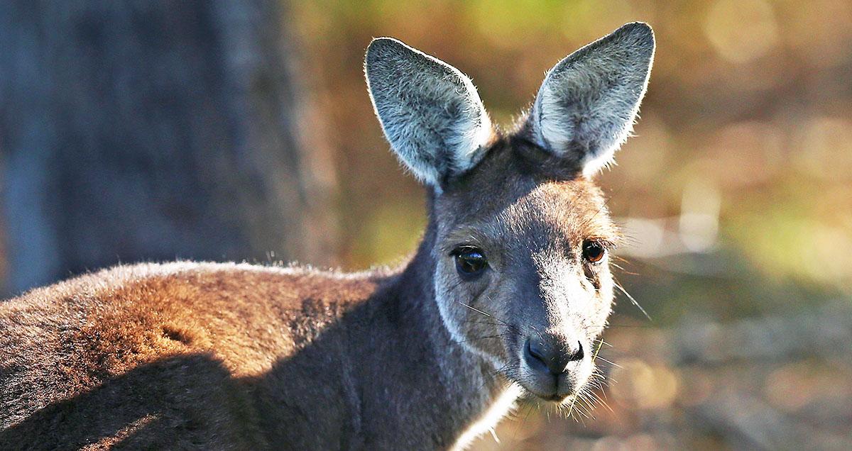 Growing Push to Save Kangaroos on Death Row