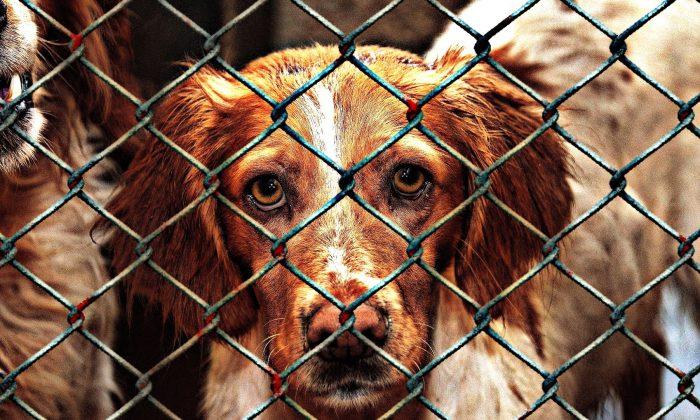 Delaware Becomes the First No-Kill State for Animal Shelters