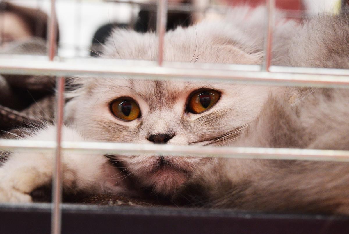 Cat at a shelter. (Mimzy/Pixabay)