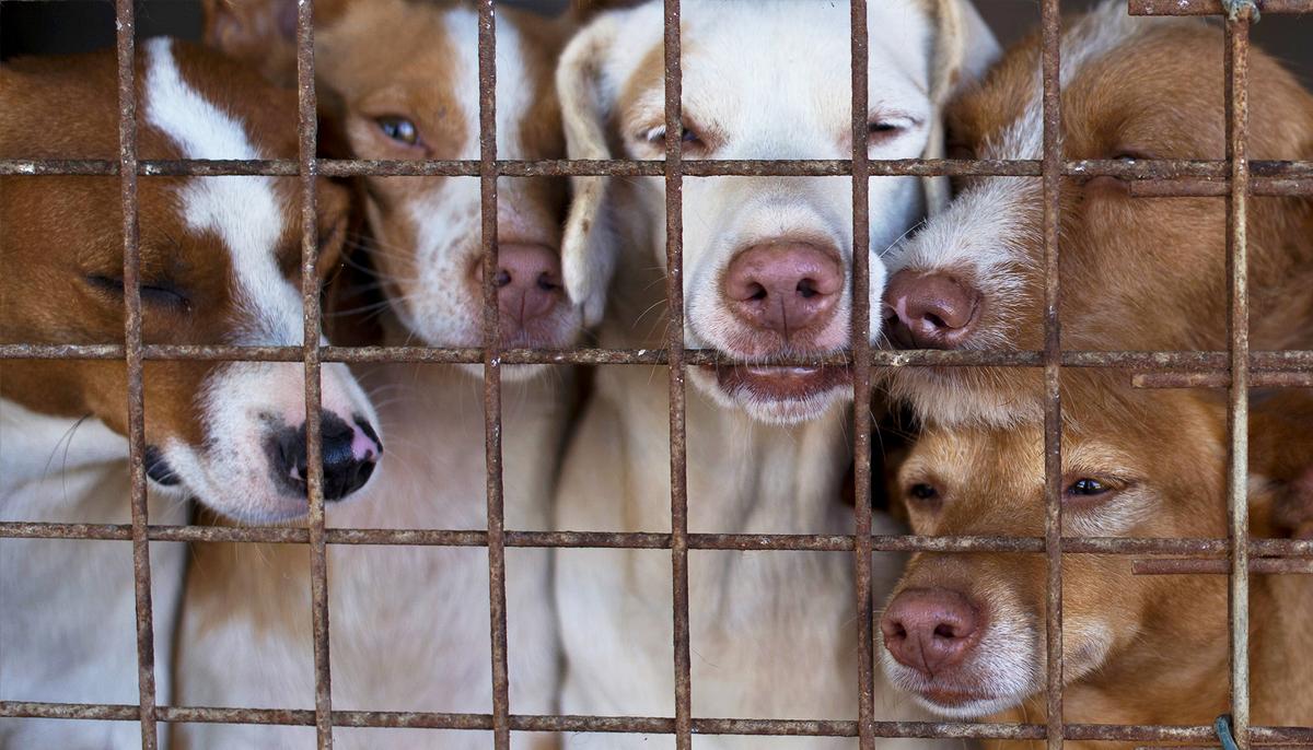 Delaware Is First and Only No-kill State With 92.9 Percent of Its Shelter Animals Saved