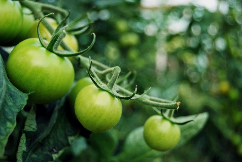 Green tomatoes. (Shutterstock)