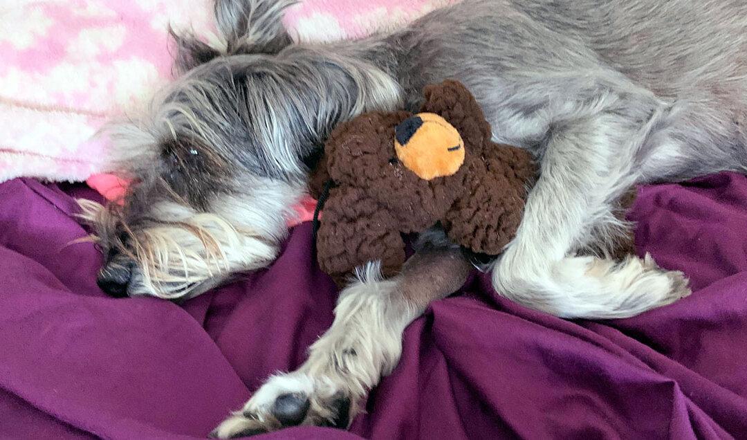 Homeless Man Charged With Animal Cruelty After Kicking Dog so Hard its Lung Collapsed