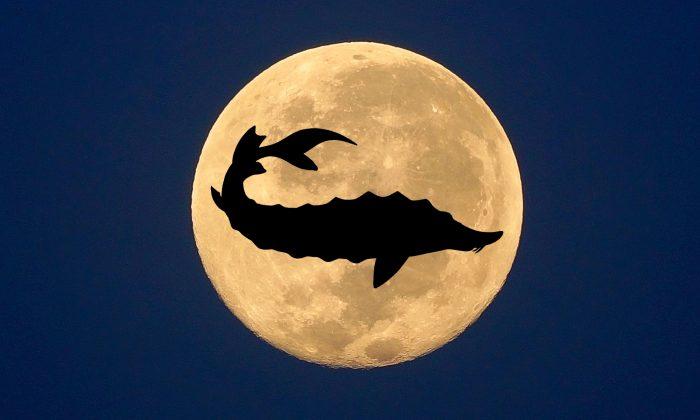 August Full Moon: A Splendid Sturgeon Moon Is Set to Illuminate the Skies This Week