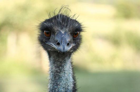 Martha Boneta keeps emus on Liberty Farm in Virginia. (Samira Bouaou/The Epoch Times)